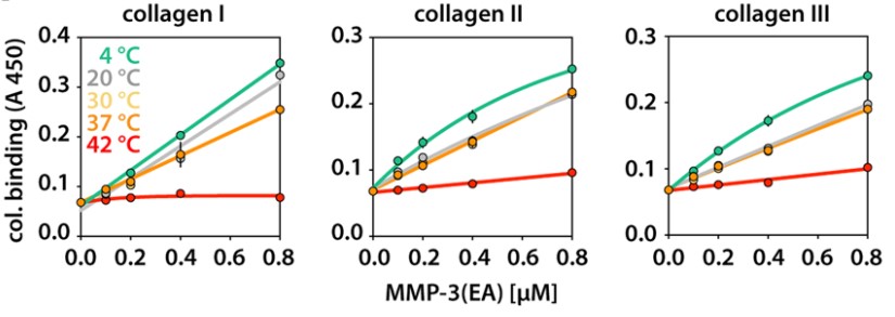 Temperature-dependent binding of biotinylated MMP-3.jpg